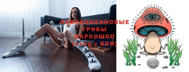 Псилоцибиновые грибы Cubensis  Балабаново 